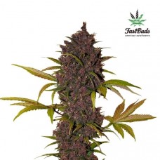 LSD-25 Auto - FastBuds